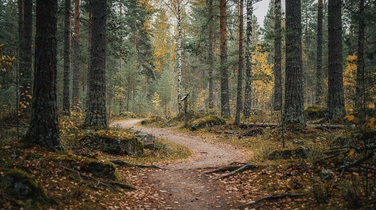 Nuuksio National Park guide: day trip from Helsinki — Plan your Nuuksio day trip from Helsinki: how to get there, best trails, what to