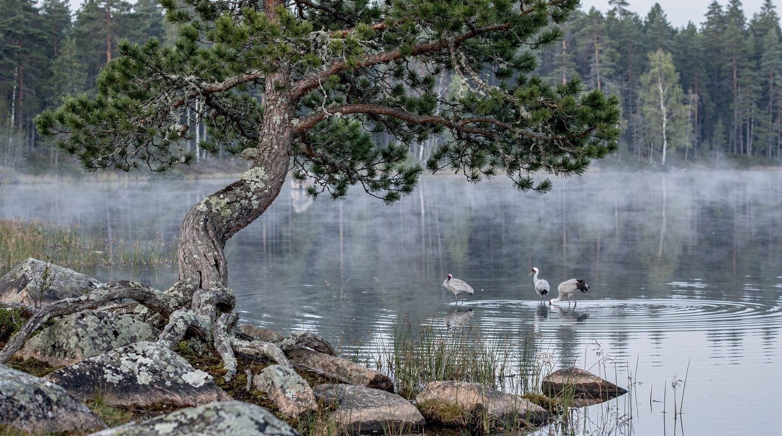 Things to do in Tampere