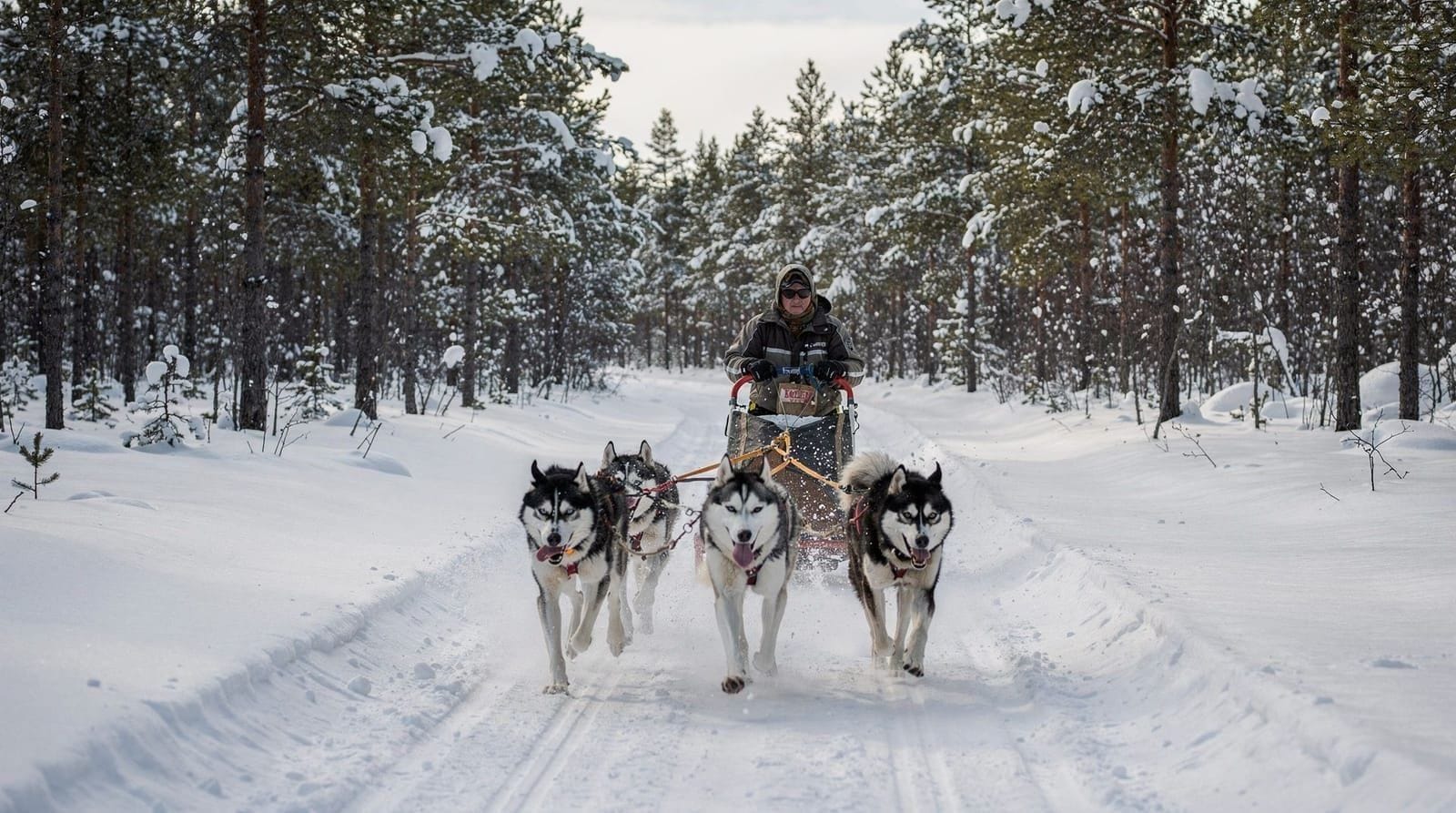Rovaniemi husky safari: what the sleigh ride is actually like — Honest review of the Rovaniemi husky and reindeer farm sleigh ride — what to exp